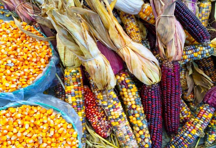 Agropecuarios del oriente se pronuncian y piden al Gobierno liberar importación de maíz transgénico 