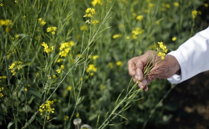  India dice que la tecnología OGM es importante para la seguridad alimentaria y la reducción de las importaciones 