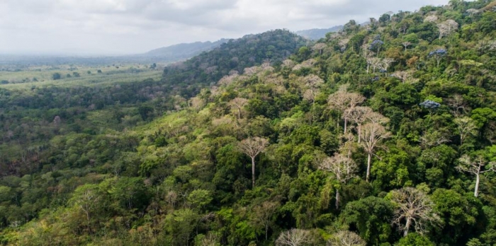  FAO: Centroamérica es un ejemplo regional de la lucha contra la deforestación