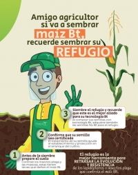 Amigo Agricultor si va a sembrar maíz BT, recuerde sembrar su refugio