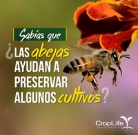 Sabias qué - Las abejas ayudan a preservar algunos cultivos
