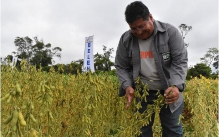  Bolivia: Lanzan nueva variedad de trigo ‘Curupaú’ adaptada a Santa Cruz 