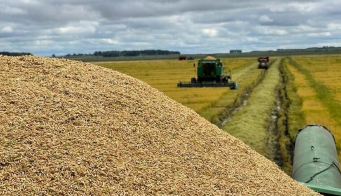  Producción mundial de cereales en 2023/24 estaría a puertas de un nuevo record, según FAO