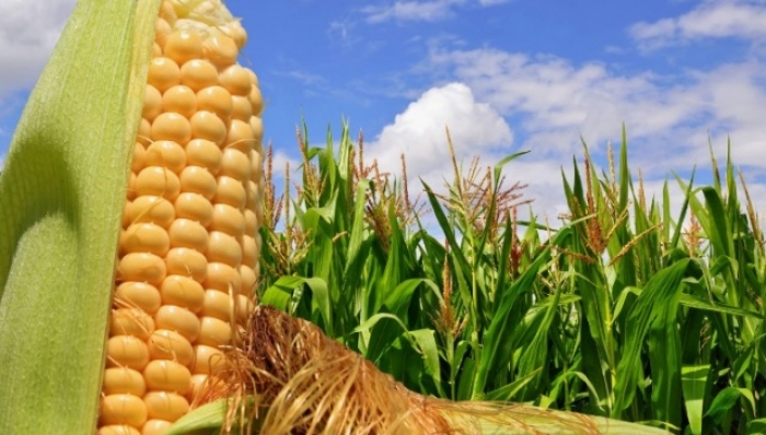 Debido a su potencial productivo, Brasil está para desplazar a EE.UU. como principal exportador mundial de maíz