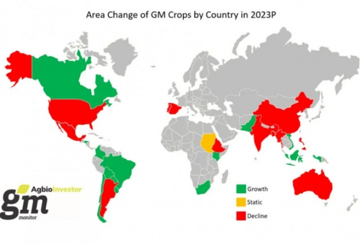 Los cultivos transgénicos lograron un nuevo récord de superficie global en 2023 