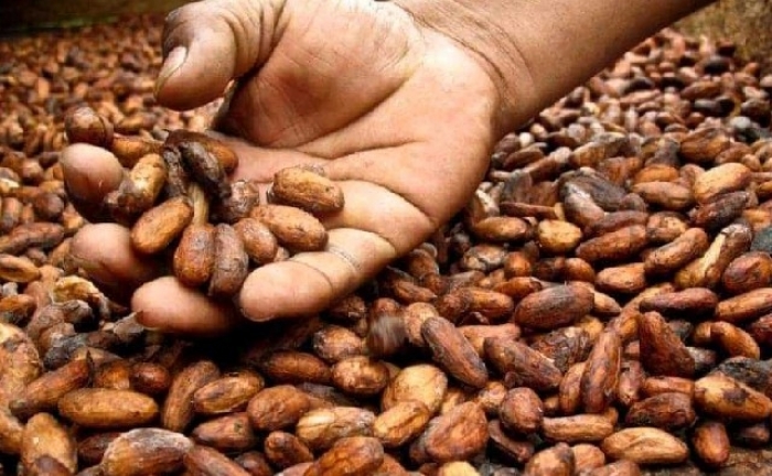 Cacao boliviano busca mejores precios, industrialización y exportar a nuevos mercados