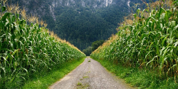 China continua su camino para aprobar variedades de maíz transgénico