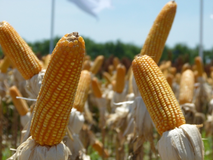 ANAPO: Pequeños productores en Santa Cruz usan transgénicos en soya y maíz