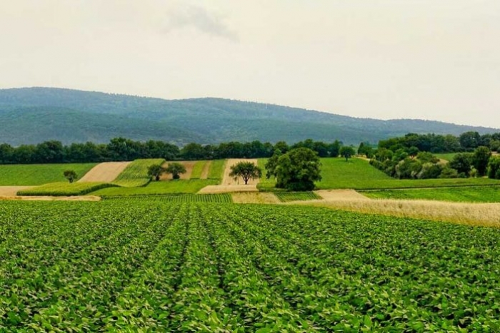 IICA lanza web para posicionar la agricultura sustentable en la COP27