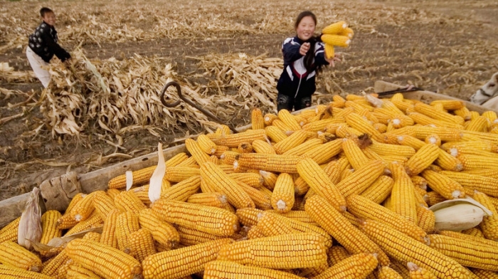 China inicia cultivo comercial de maíz transgénico y la tecnología cuenta con apoyo del Gobierno